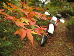 カエデとバイク