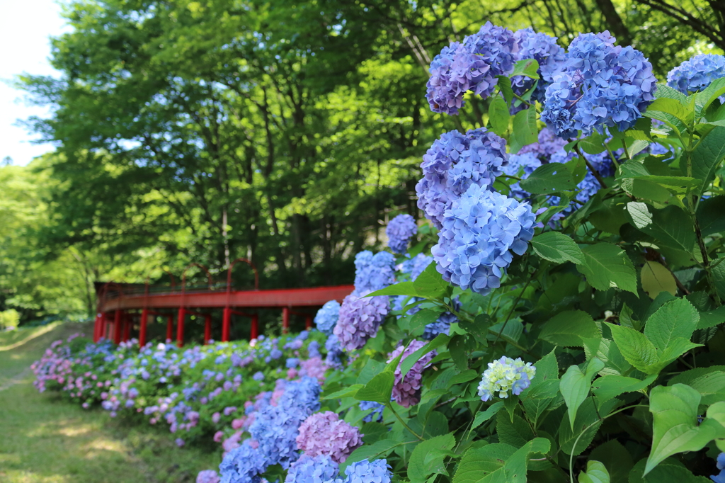 紫陽花2