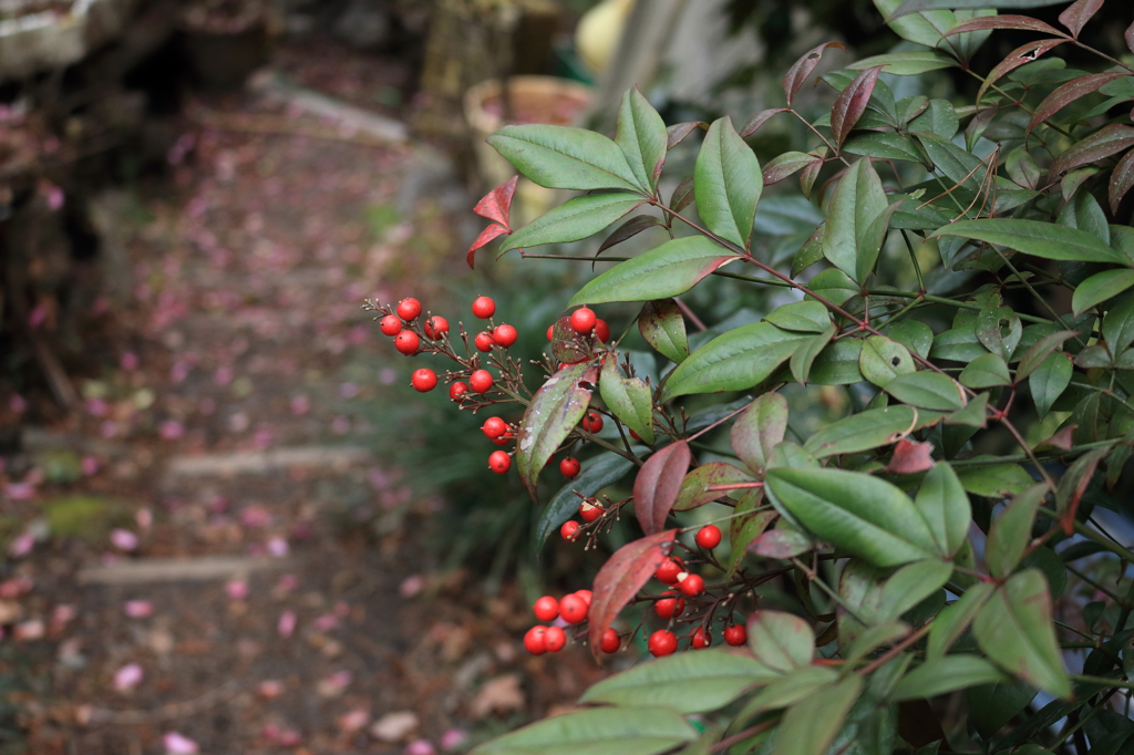紅一点