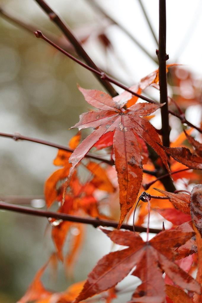 雨の紅葉1