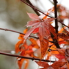 雨の紅葉1