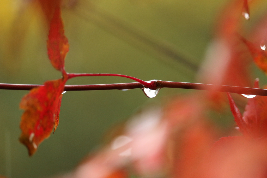 雨の紅葉3