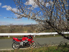 梅花とバイクと1