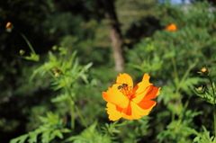 黄花コスモスと虫