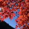 大血川の紅葉3