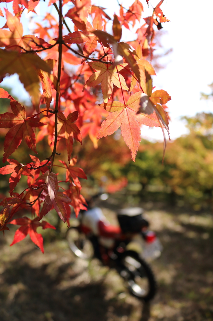 紅葉とバイク