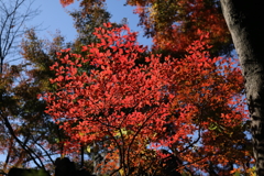 秋の彩り8