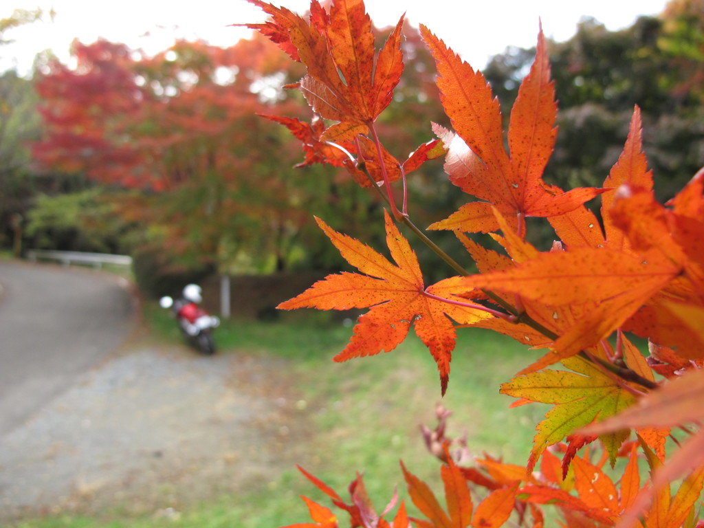 晩秋の紅葉と3