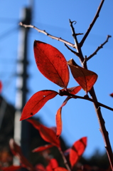 ブルーベリーの赤葉2