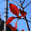 ブルーベリーの赤葉2
