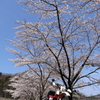 桜巡り4