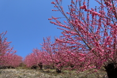 花桃