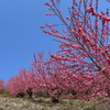 花桃