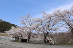 桜巡り1