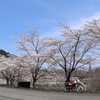 桜巡り1