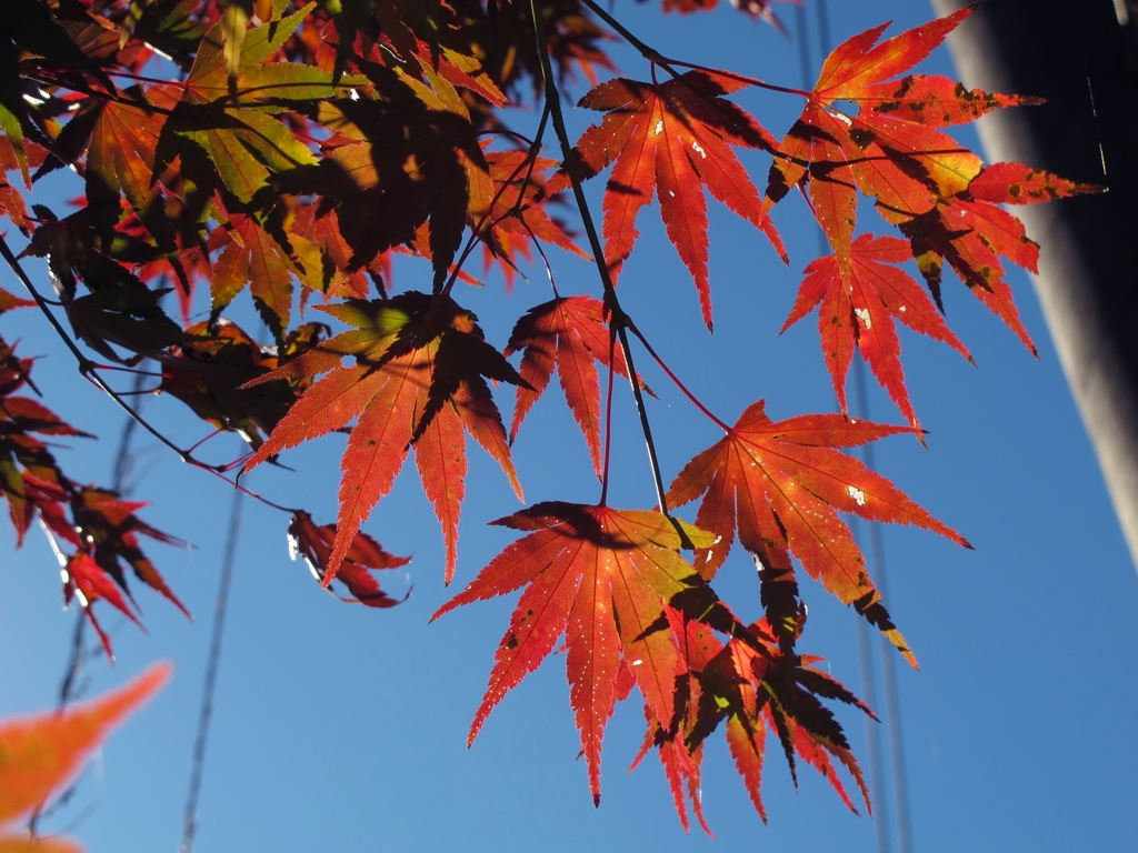 昼時紅葉