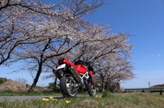 桜の木の元で4