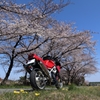 桜の木の元で4
