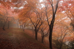 霧の紅葉