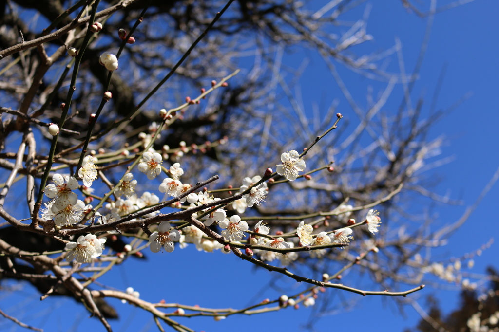 庭の梅花1