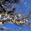 庭の梅花1