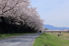 児玉千本桜2