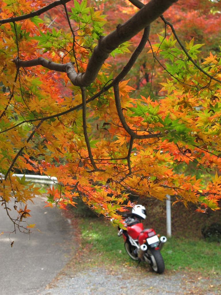 晩秋の紅葉と2