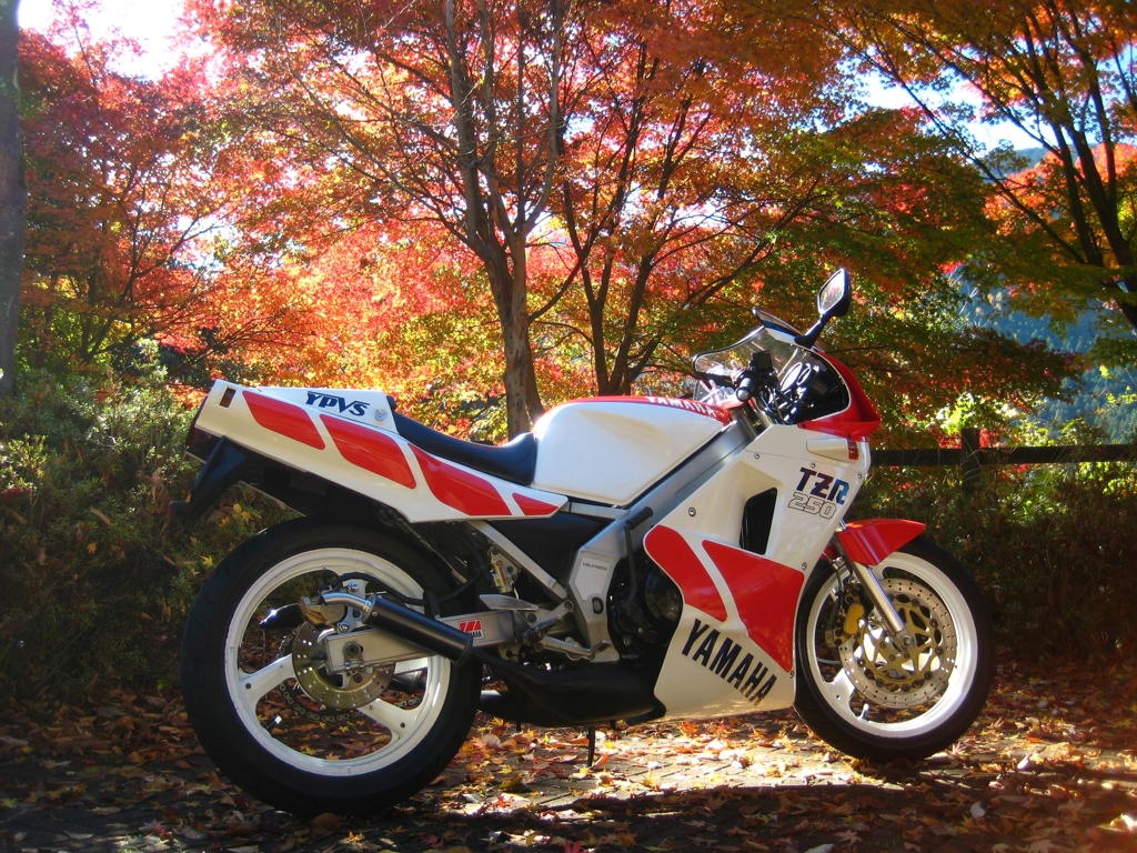 紅葉の光の中に