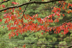 山の秋色