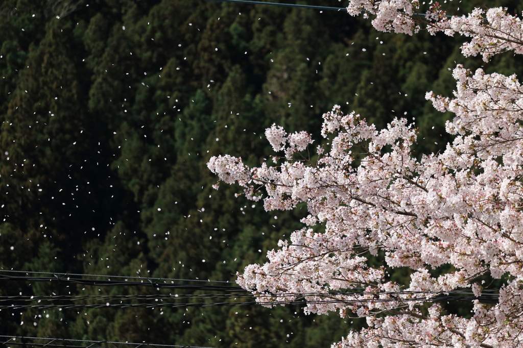 桜吹雪