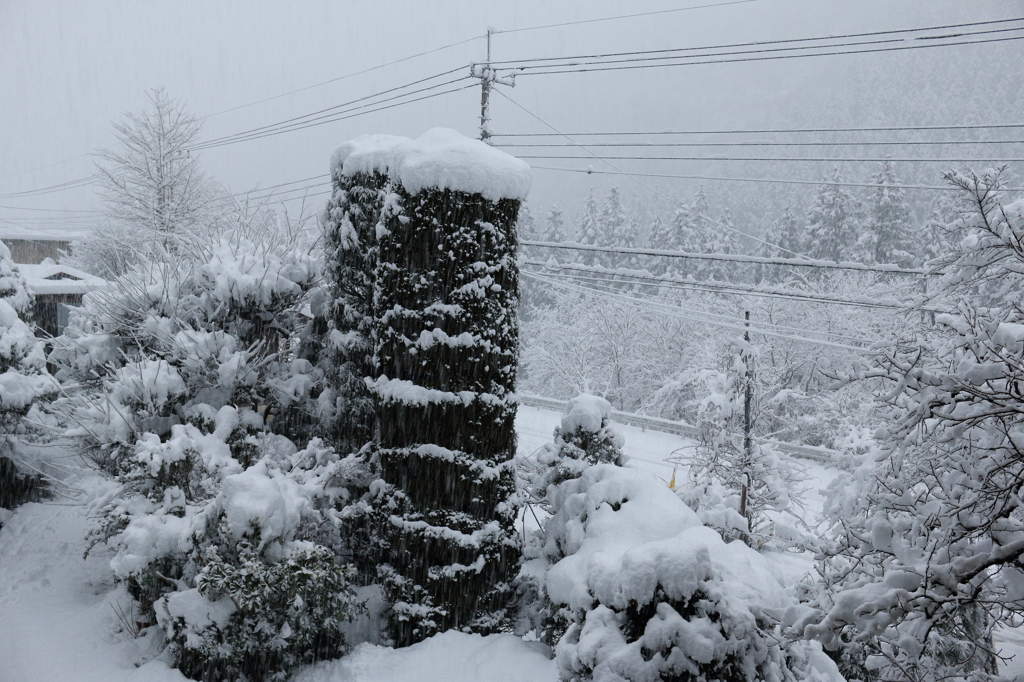 2016年1月・大雪