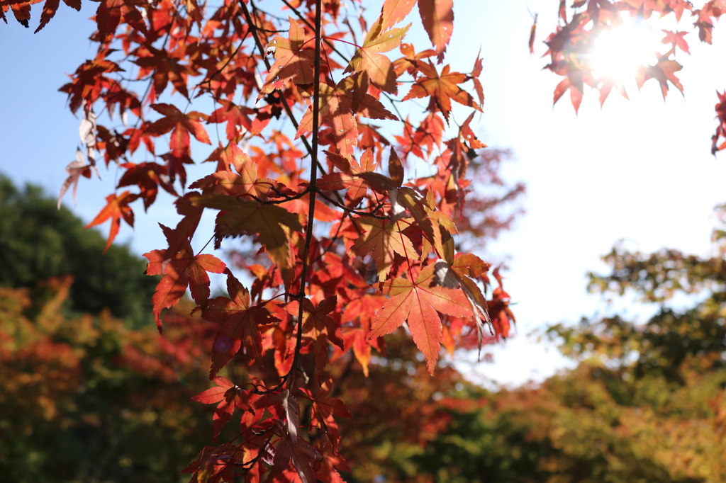 紅葉と陽光