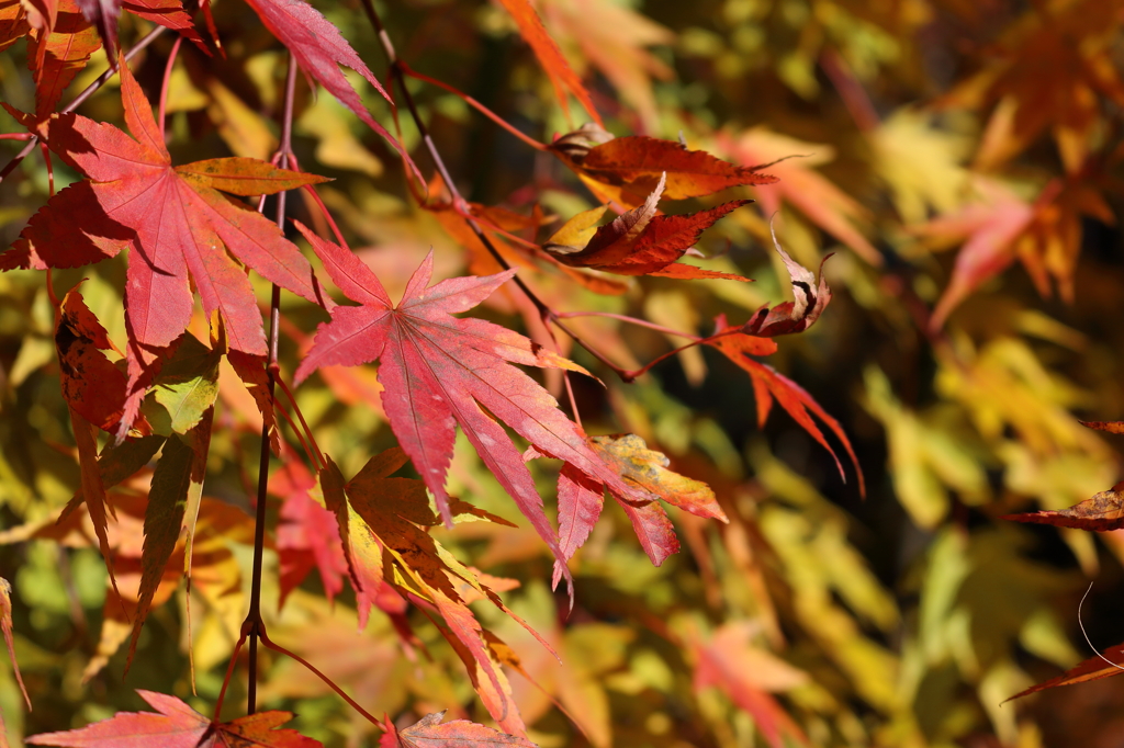 大血川の紅葉1