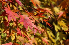 大血川の紅葉1