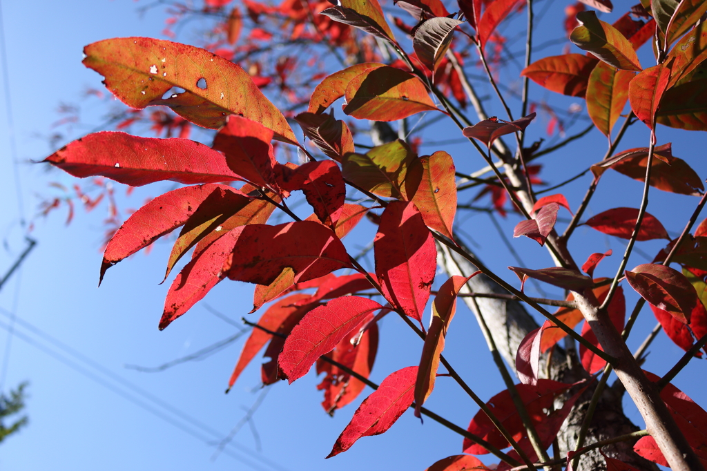 青空と真紅の葉1