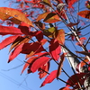 青空と真紅の葉1