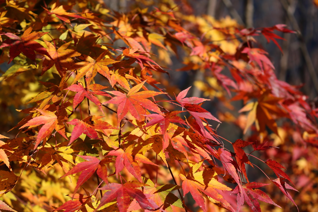 大血川の紅葉2