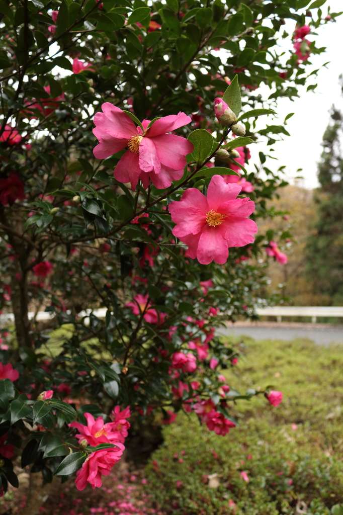 山茶花3