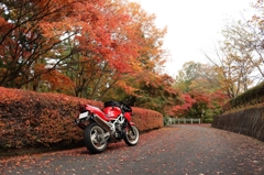 紅葉とバイク6