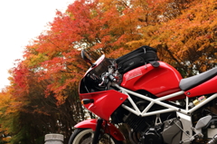 紅葉とバイク1