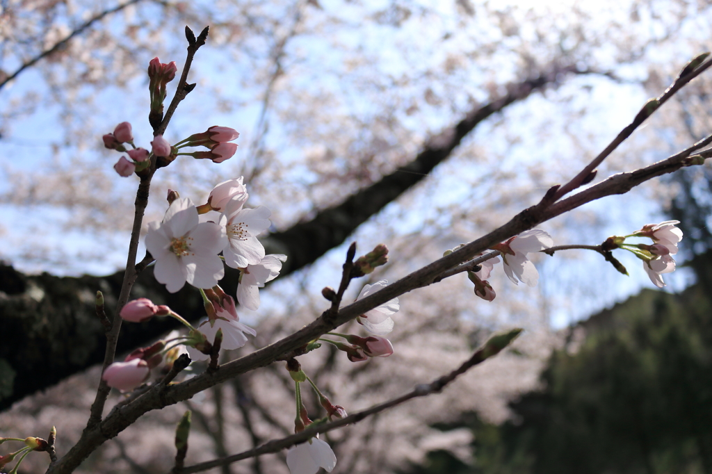 桜巡り3