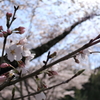桜巡り3