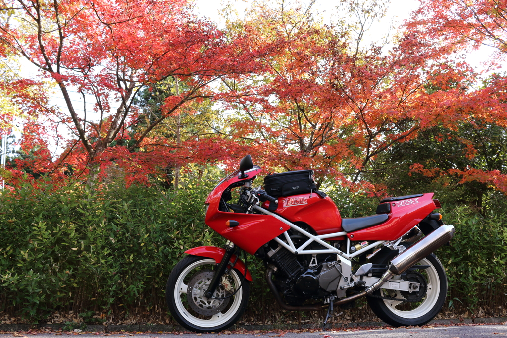 バイクと紅葉と