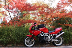 バイクと紅葉と