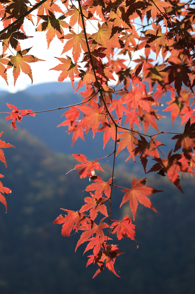 紅葉1