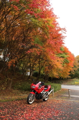 紅葉とバイク3