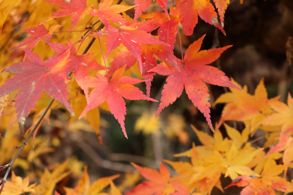 庭の紅葉1