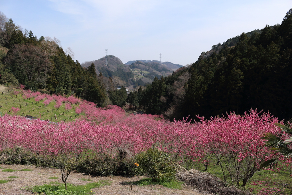 花桃の里2