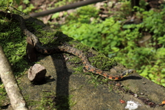  山の生き物