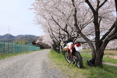 児玉千本桜3